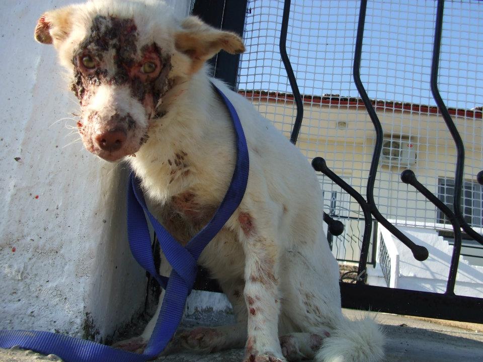 Ο άρρωστος σκύλος στο Νησί Ημαθίας δεν έπεσε θύμα κακοποίησης, έπεσε θύμα της αδιαφορίας μας!